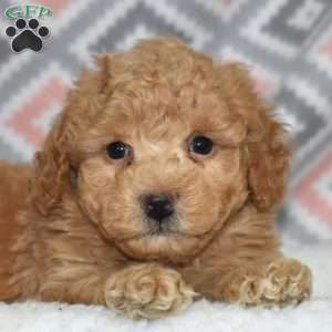 Peanut, Bich-Poo Puppy